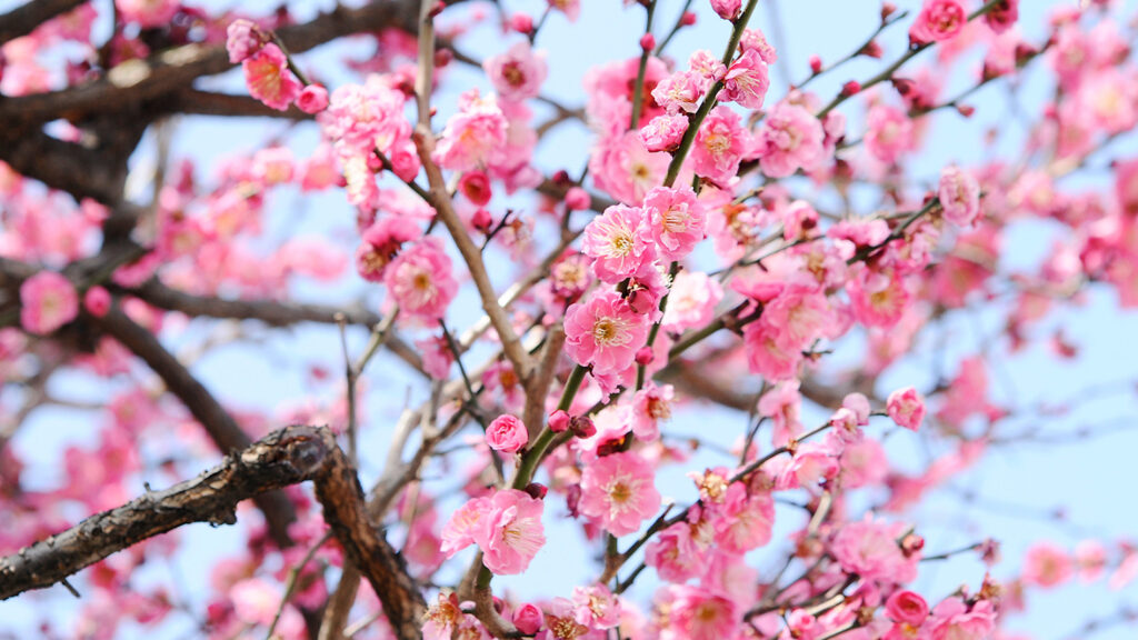 美緒野会では、港区高輪をはじめとし、国内２５ヶ所（門前仲町、穴守稲荷、護国寺、恵比寿、芹が谷、西宮、京都、筑紫野市、大分）海外２ヶ所（プラハ、サンタバーバラ）で、お箏（お琴）・三味線のお稽古をお楽しみいただけます。有志のボランティアグループでは、ご高齢者やお子様の施設・各種イベントにて演奏を行っております。